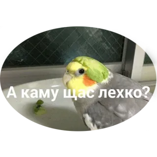 🥵 А каму щас легко? vogel, parkiet, papegaai, dier, vraag telegram sticker