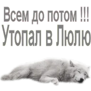 😴 Всем до потом !!! УТОПАЛ В ЛЮЛЮ chó sói, buồn ngủ, trắng, động vật, nga, chữ telegram sticker