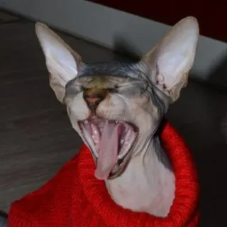 😫 gatto, sphynx, sbadiglio, maglione, animale domestico telegram sticker