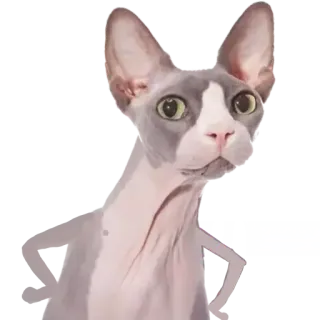 😶 Bingus telegram sticker