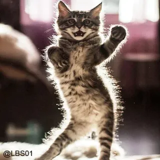 💃 @LBS01 gato, gatito, animal, mascota, animal doméstico, divertido whatsapp sticker