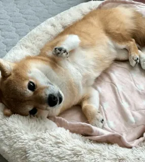🐕 개, 시바견, 애완동물, 동물, 귀여운, 누워있는 whatsapp sticker