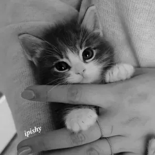 🕸 ipishy 小猫, 猫, 宠物, 动物, 可爱, 手, 拿着 telegram sticker