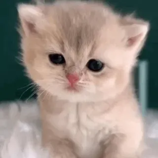 🌿 kitten, kat, schattig, huisdier, dier, jong dier telegram sticker