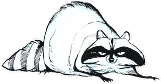 🔜 rakun, binatang, kartun telegram sticker