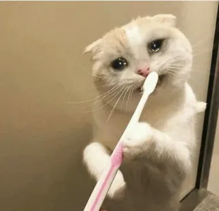 😭 cat, sad, toothbrush, animal, domestic cat telegram sticker