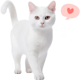 😍 gato, animal, gato branco, animal de estimação, fofo, coração, amor telegram sticker
