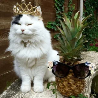 😎 고양이, 파인애플, 왕관, 선글라스, 동물, 애완 동물, 웃긴 telegram sticker