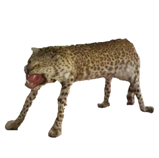 🐅 léopard, animal, faune, chat, prédateur whatsapp sticker