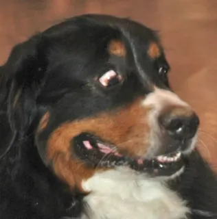 😳 cane, animale, animale domestico, bovaro del bernese, carino, mammifero telegram sticker