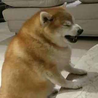 😁 chien, shiba inu, animal, animal de compagnie, mème, drôle, en colère telegram sticker