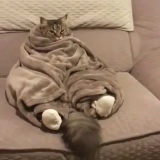 ✨ Katze, Decke, kuschelig, süß, Tier, Haustier telegram sticker