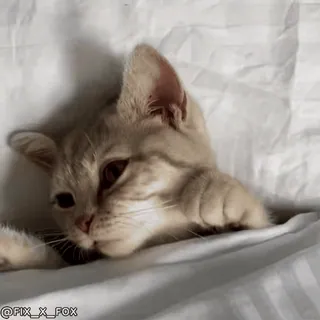 🥱 @FIX_X_FOX cat, kitten, cute, animal, pet, bed, sleepy telegram sticker