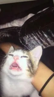 😧 子猫, 猫, ペット, 動物, ネコ科 telegram sticker