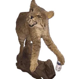 🍼 lynx roux, taxidermie, animal, faune whatsapp sticker