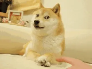 👀 Doge Hund, Meme, Shiba Inu, süß, lustig, Tier telegram sticker