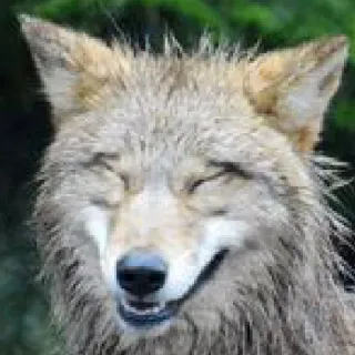 😆 coyote, animal, wildlife, mammal, canine telegram sticker
