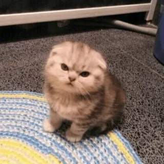 🌿 kat, kitten, schattig, dier, huisdier, Scottish Fold telegram sticker