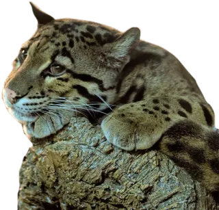 👀 Nebelparder, Leopard, Tier, Katze, Wildtier, Säugetier telegram sticker