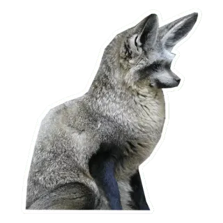 🦊 fox, animal, wildlife, grey, mammal, nature telegram sticker