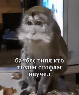 ❤️ балбес типа кто таким слофам научел ลิง, สัตว์, ข้อความรัสเซีย, มีม telegram sticker