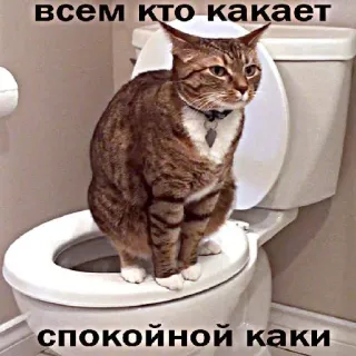 🚽 всем кто какает
спокойной каки cat, toilet, funny, animal, meme telegram sticker