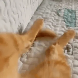 😺 cats, animals, pets, orange cats, playing cats, cat tails whatsapp sticker