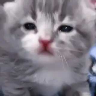 🐈 kociak, kot, słodki, zwierzę domowe, zwierzę, koci telegram sticker
