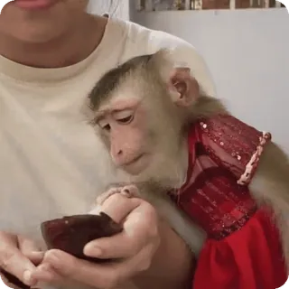 🪷 mono, animal, mascota, primate, lindo, doméstico whatsapp sticker