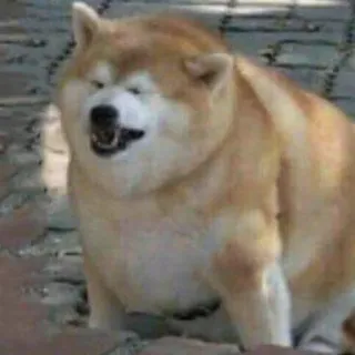 😩 chien, animal, mème, shiba inu, drôle, animal de compagnie telegram sticker