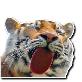 😚 tiger, animal, cat, cute, funny, meme telegram sticker