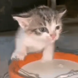 🥛 kitten, cat, animal, cute, pet whatsapp sticker