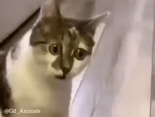 😳 @Gif_Animals cat, animal, cute, pet, funny telegram sticker