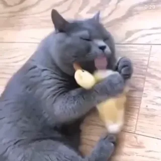 👅 고양이, 새끼 고양이, 동물, 오리 새끼, 장난감, 애완 동물, 귀여운 telegram sticker