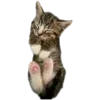 🐱