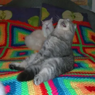 🐱 gato, gatos, mascotas, animales domésticos, animales, felinos telegram sticker