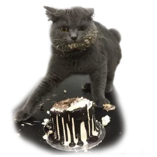 🍰 gato, pastel, gato gris, pastel de chocolate, comida, mascota whatsapp sticker