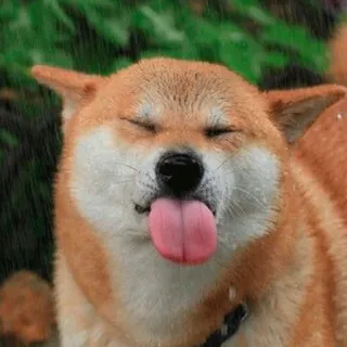 😝 dog, shiba inu, tongue out, funny, animal, meme telegram sticker