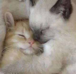 😽 고양이, 새끼 고양이, 졸린, 귀여운, 동물 telegram sticker