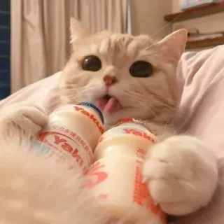 🤍 Yakult gatto, Yakult, lingua, bevanda, carino telegram sticker