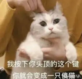 🌚 我按下你头顶的这个键你就会变成一只傻猫 gato, lindo, animal, mascota, meme, gracioso, chino telegram sticker