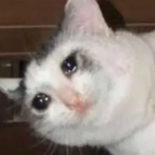 🍣 猫, 悲しい, 泣く, 子猫, ミーム telegram sticker