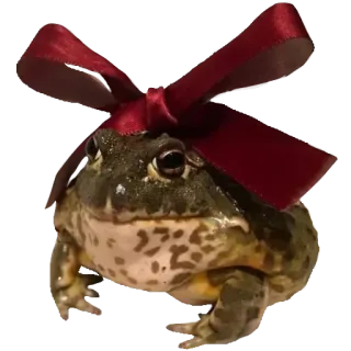 ❤️ rã, animal, laço, fofo, anfíbio, natureza whatsapp sticker