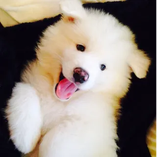 ❤️ Hund, Welpe, süß, Samojede, Tier, Haustier, weiß telegram sticker