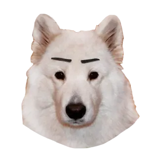 😐 犬, 眉毛, 白い犬, 動物, ステッカー telegram sticker