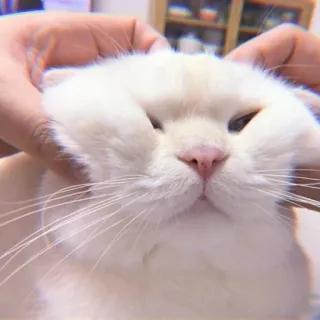 🐈 kucing, kucing putih, hewan peliharaan, binatang, kucing domestik, felin telegram sticker