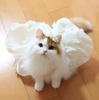 💍 gatto, vestito, animale domestico, animale, carino, soffice, animale domestico whatsapp sticker