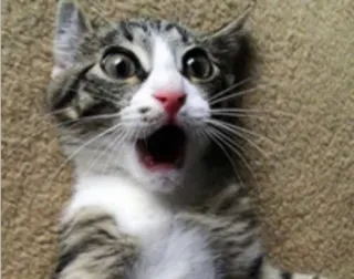 😱 Katze, Kätzchen, geschockt, überrascht, lustig, Tier, Haustier telegram sticker