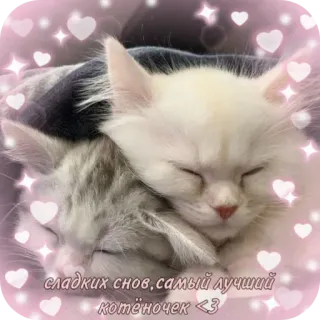 🪞 сладких снов, самый лучший котёночек <3 telegram sticker
