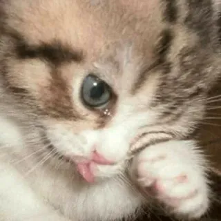 🤧 kotek, słodki, kot, zwierzę, zwierzak, uroczy telegram sticker